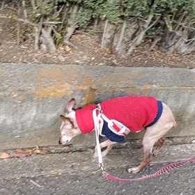 まだまだ元気な‼️＼(^-^)／の画像