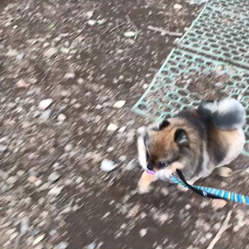 ♪お散歩動画♪代々木公園♪の画像