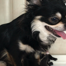 チワワ親子の画像