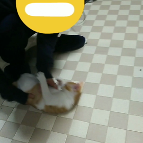 猫襲来(*￣m￣)ﾌﾟｯの画像