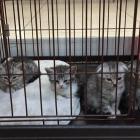 おネムスコちゃんsの画像