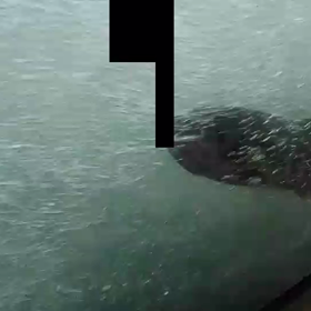 鮭の遡上見学の画像