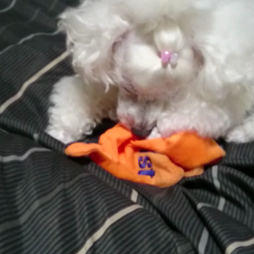 チャオ様☆の画像