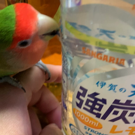 夜のメロンの画像