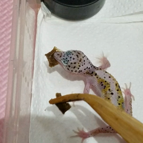 グラブパイの画像