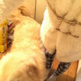 愛犬ラッキー！の画像