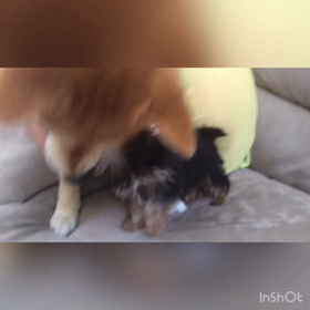 はなとりんの画像