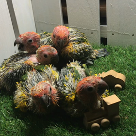 コガネメキシコインコ 成長日記動画10/8の画像