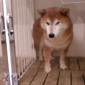 出してほしい。の画像