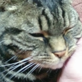 ｽｷﾝｼｯﾌﾟ(=^ω^=)...☆の画像