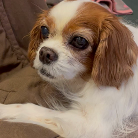 再び冬の嵐。そして満月の画像