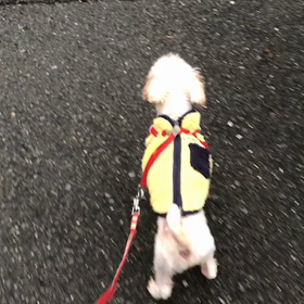 マルチーズくんですの画像