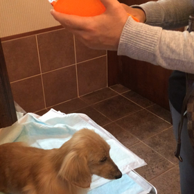 2016/04/06 クリムッくんの画像