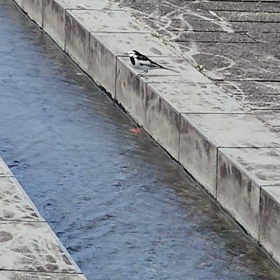 鳥の水浴びの画像