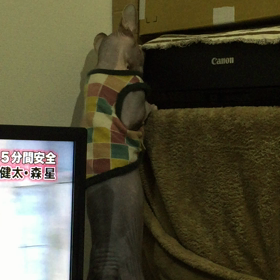 なんかいるの画像