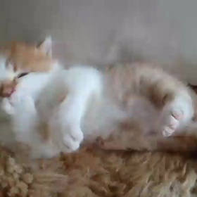 むぎ(仔猫) 2日目の画像