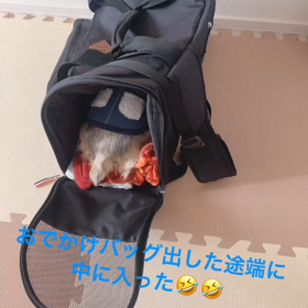 はやっ！の画像