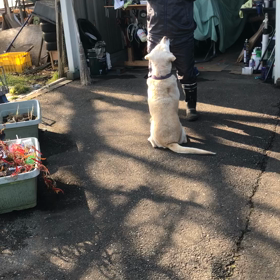 追加接種副反応の画像