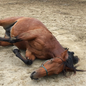 今日のリラとローラの画像