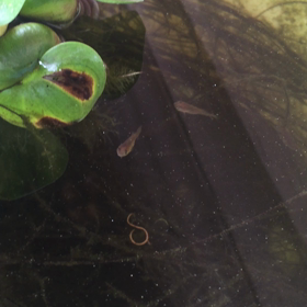 元気そうの画像