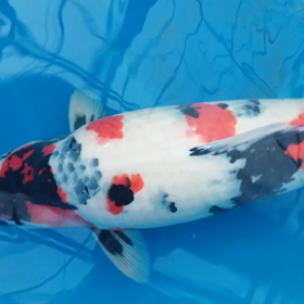 ビッグスターの画像