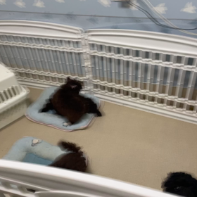 朝からバトルの画像