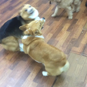 じゃれあい パート2 さつま君&リリーちゃんの画像