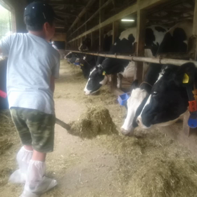もりもりキャンプ⑫酪農体験牛さんのお世話の画像