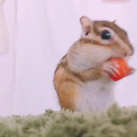 さくらんぼの妖精さん♫の画像