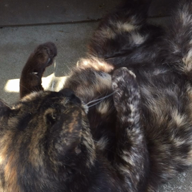 腹筋するヨウキ！の画像