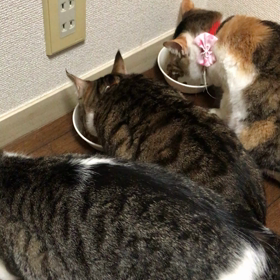 恒例の朝の食事の画像