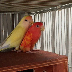 赤いコザクラインコの画像