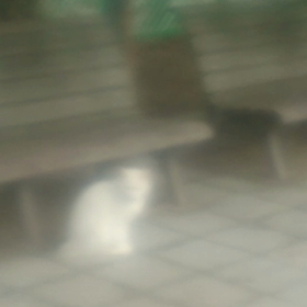 ラズリーちゃん動画の画像