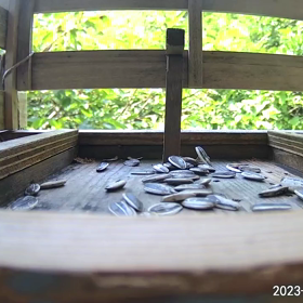 すぎぴたんの事件簿シーズン3　312話（兄弟で種割り練習）の画像