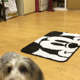 慣れてきたね。の画像