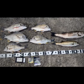 2020.7Ｍission神戸釣り④釣果の画像