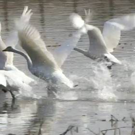 スロースターター…の画像