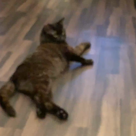 骨盤骨折してリハビリ中の、たぬきという名の猫。の画像