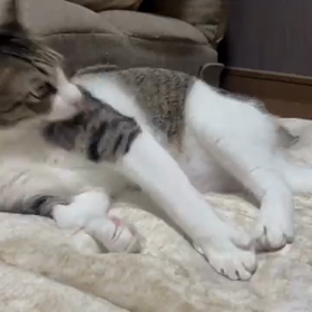 ぼりぼり猫の画像