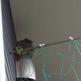 生後11日！の画像