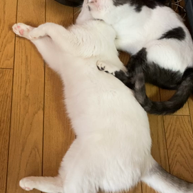 しあわせなんですけどの画像