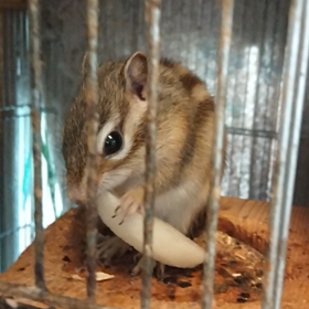 毘々、梨をかじるの画像