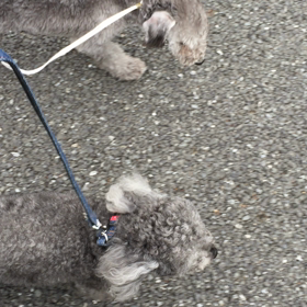 ▶︎お散歩〜♪の画像