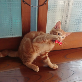 今日のネコちゃんの画像