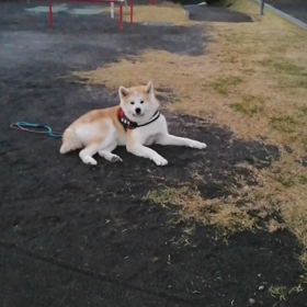 完全復活だ❗未来丸。きちんとダラダラ散歩を完徹。少し歩いてはじっと見つめて休憩要求。少し歩いてはの画像
