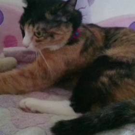 ＊ルチアさんのふみふみ＊の画像