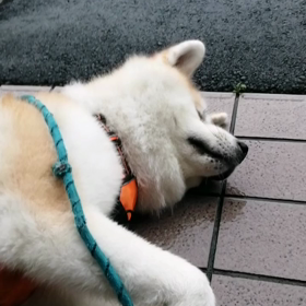 朝方は☔、散歩途中から雨があがり元気にお散歩とはいきませんでした。地面が濡れていてもお構い無しのの画像