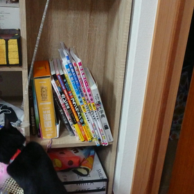 新しい猫じゃらしビョーンの画像