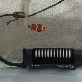 1週間ぶりのニモちゃんの画像