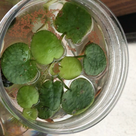 晩ごはんの画像